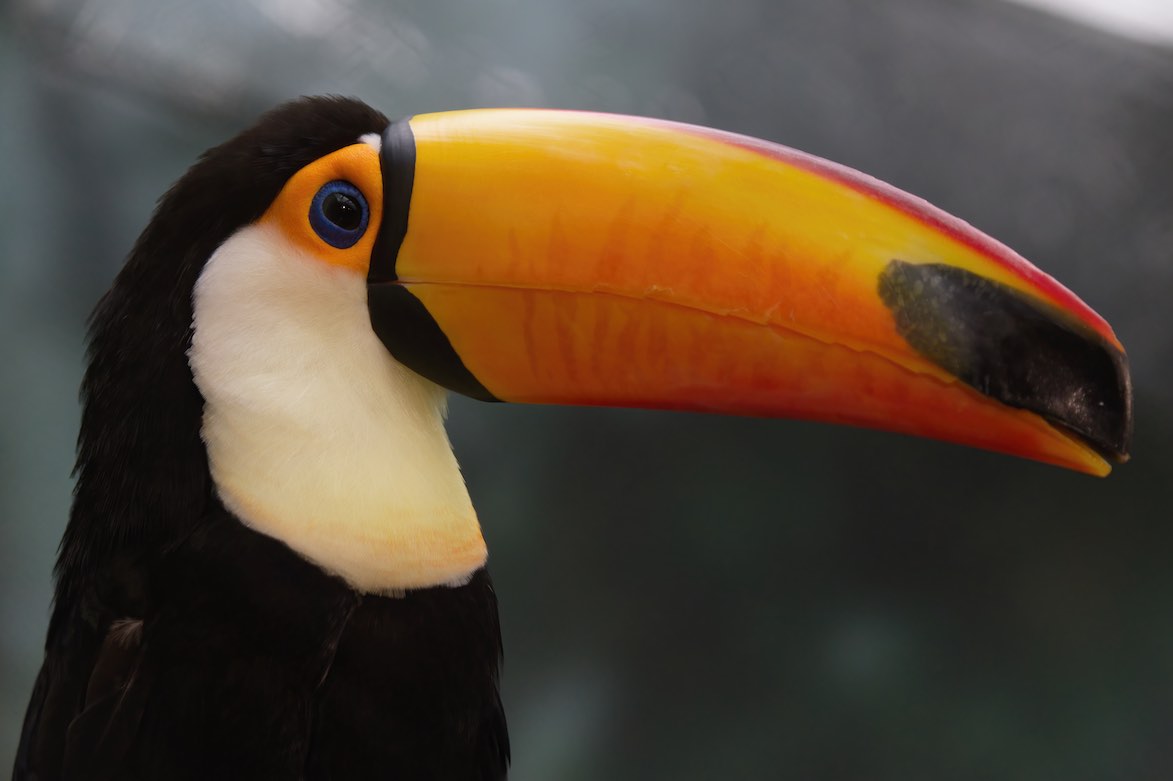 Toucan 1006